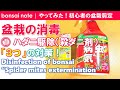 盆栽消毒①ハダニ駆除（殺ダニ剤）3つの対策！コロマイト使ってみた｜Disinfection “Spider mites extermination”【盆栽／bonsai】