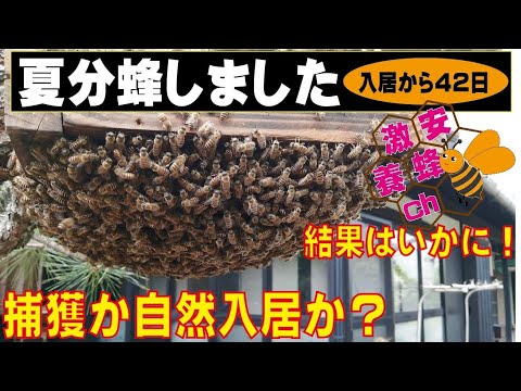 Summer swarming - all the way to the end! Forced capture? Natural