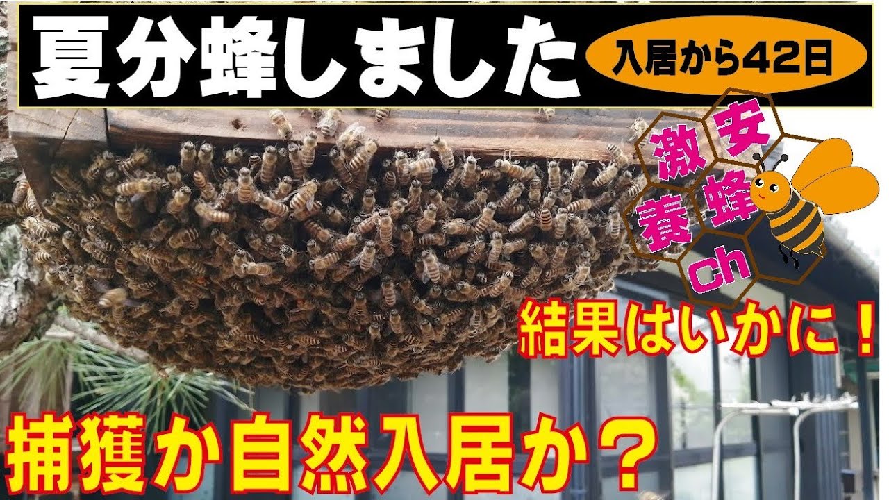 日本ミツバチ　今年入居１群 巣箱設置から分蜂群の自然入居までの流れ【ニホンミツバチ】in福岡