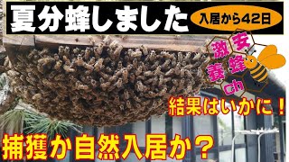 Summer swarming - all the way to the end! Forced capture? Natural 