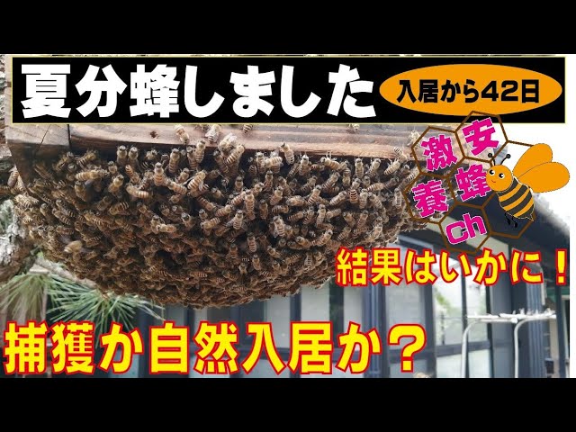 日本ミツバチ今春分蜂群です　4月以降次々と分蜂しています　古い待ち受け巣箱に自然入居した群です　 巣箱設置から分蜂群の自然入居までの流れ【ニホンミツバチ】in福岡