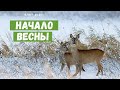 Весна пришла! / Заснеженные Калиновка и Алёнин сад в конце февраля