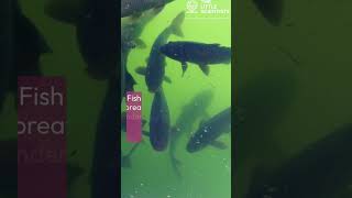 Day40: How Fish Breathe Underwater | Gills Explained #science