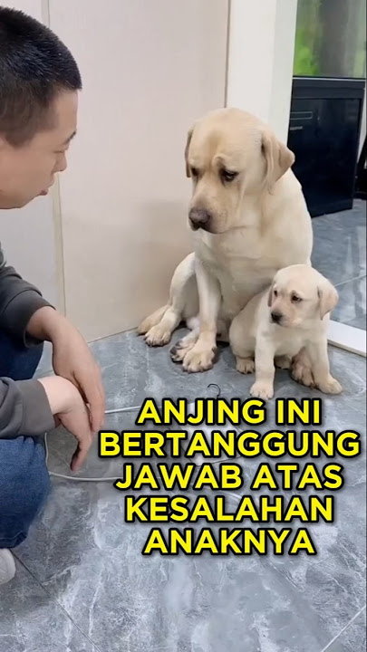 Download lagu He Protects His Child In Every Way 🐕🥲 #shorts #dog