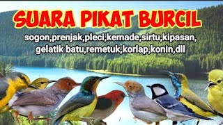 SUARA PIKAT BURCIL (Sogon,prenjak,pleci,gelatik,kemade,kipasan,korlap,sirtu,dll)