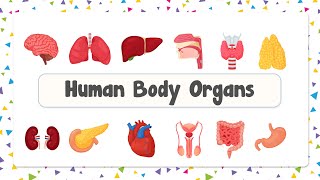 Human Body Organs in English with Pictures  || English Vocabulary || Beginner Level