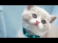 Cute And Funny Cat Videos #20 | Cute Cats Land