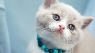 Cute And Funny Cat Videos #20 | Cute Cats Land by Cute Cats Land 17,569 views 3 years ago 8 minutes, 5 seconds