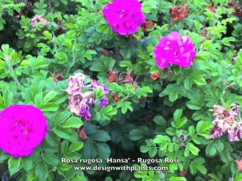 تصویری: گل رز روگوسا چیست – چگونه بوته های رز روگوسا را پرورش دهیم