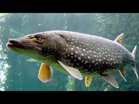Video: Pești De știuci: Fapte Interesante și Proprietăți Utile