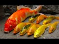 Stop Motion Catching Koi - Mud cooking ASMR Frogs, Eel Trap Colorful Red Fish | Cuckoo