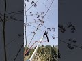 DIY Long-Handle Trimmer: Cut Tall Stems Easily