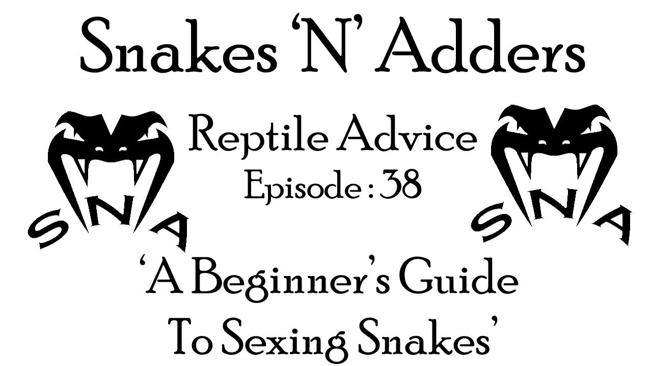 reptile care app Snakes 'N' Adders Reptile Advice : Episode 38 - Sexing Snakes