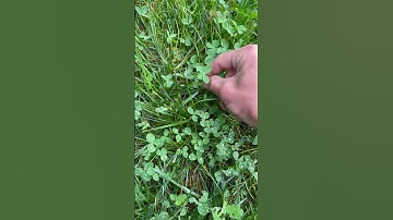 How to find a four leaf clover.