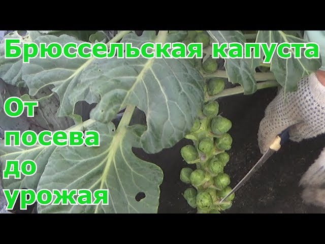 Брюссельская Капуста Фото И Уход