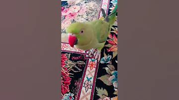 طوطی سخنگو طوطی ملنگو Shorts 