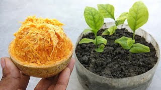 Grow Bel / Bael plants at home | Grow your own seeds