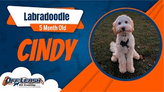 Best Labradoodle Dog Training | Cindy | Dog Training in London by Off-Leash K9 Training London 16 views 1 month ago 4 minutes, 9 seconds