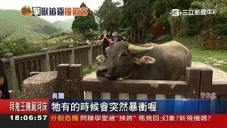 1天2受傷! 擎天崗\\