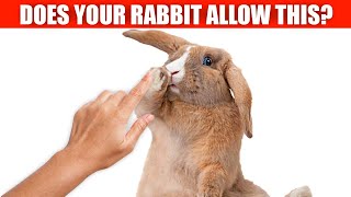 If your bunny tolerates this, you&#39;ve won their heart!