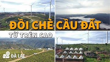 Khám Phá Đồi Chè Cầu Đất Đà Lạt Từ Trên Cao | Hà Lan Thu Nhỏ Giữa Lòng Đà Lạt | Milo Võ