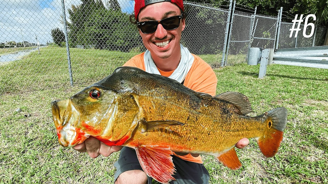 Fishing URBAN Florida CANALS For GIANT Peacock Bass!! 