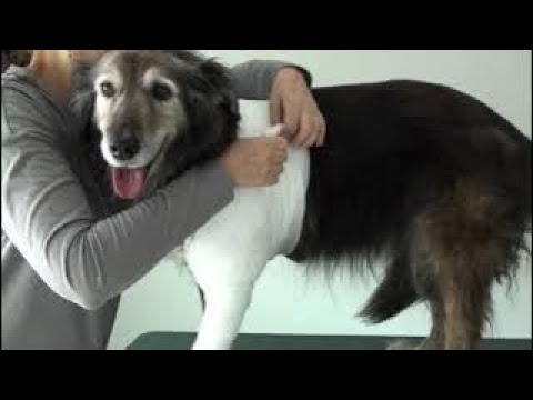 Video: Naturliga sätt att göra en hund luktar bättre