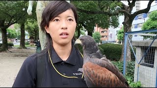 ムクドリ対策でタカ作戦=三重県四日市市 ムクドリ対策でタカ作戦=三重県四日市市