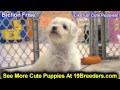 Bichon Frise, Puppies For Sale, In, Bellevue, Washington, WA, Yakima, Kitsap, Thurston, Clark, Spoka Bichon Frise, Puppies For Sale, In, Bellevue, Washington, WA, Yakima, Kitsap, Thurston, Clark, Spoka