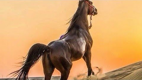 سورة الكهف تلاوة مؤثرة لفضيلة الشيخ ياسر الدوسري صوت تقشعر له الأبدان ☺️