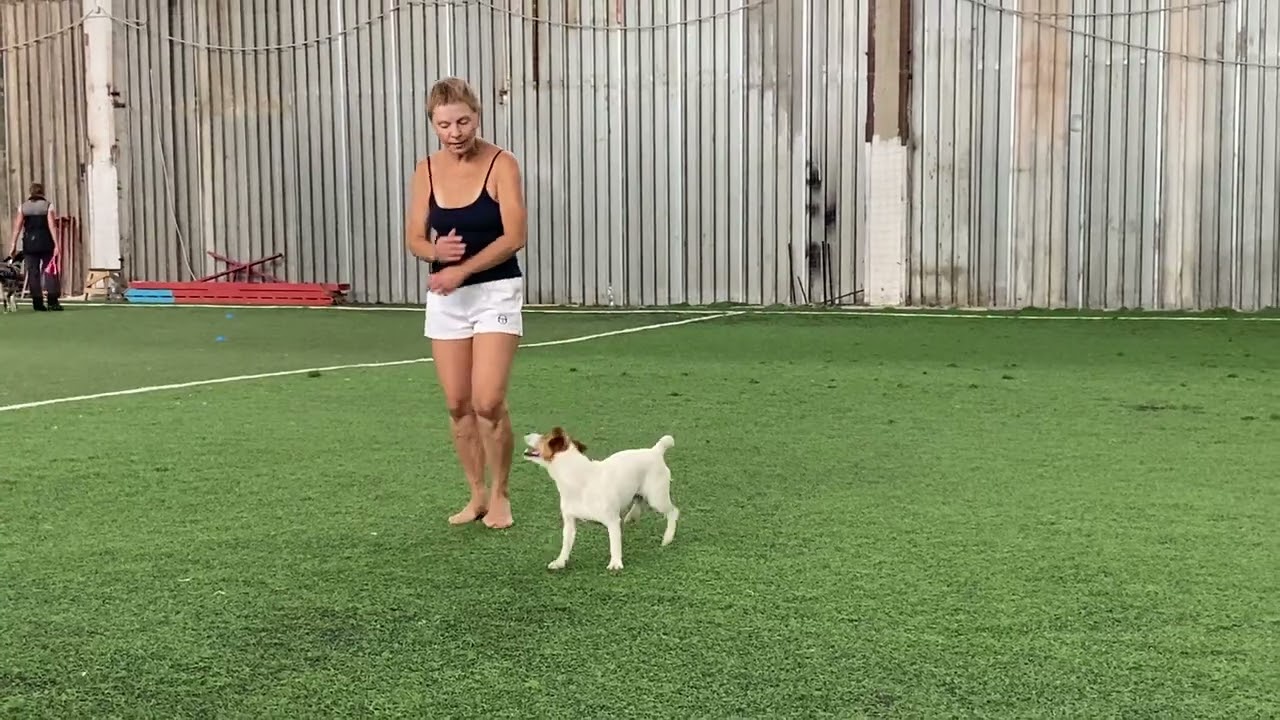 Как научить собаку командам Дрессировка собаки Танцы с собакой Терра. Элементы. 07.08.2023 г.