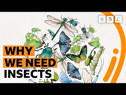 Wideo: Dlaczego holometaboliczne owady odnoszą takie sukcesy?