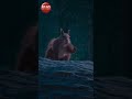 Squirrel protects its territory at all cost | Funny CGI short