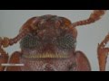 GCTV7: Overcoming Phosphine Resistant Insects