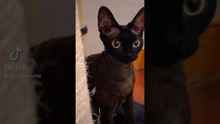 Black Devon Rex Cat #blackcat #devonrex #cat #catlover #shorts