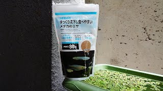 《プランター金魚飼育》【稚魚のエサやり】【金魚赤ちゃん】