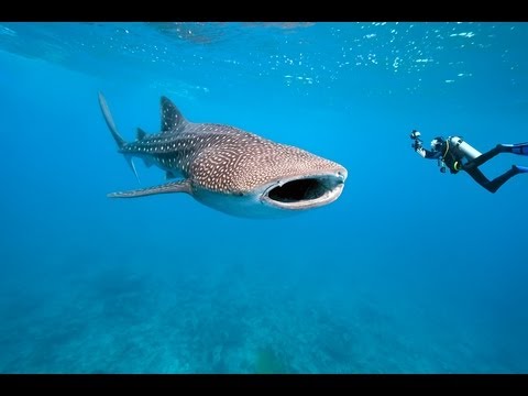 Видео: Роскошный отель в Далласе