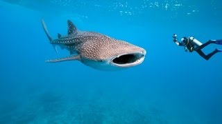 Best Scuba Diving Holiday Locations: Scuba Dive in the Maldives!!!