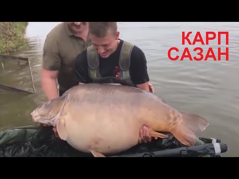 Как ловят больших карпов и сазанов. Как и на что клюёт карп, секреты ловли карпа.