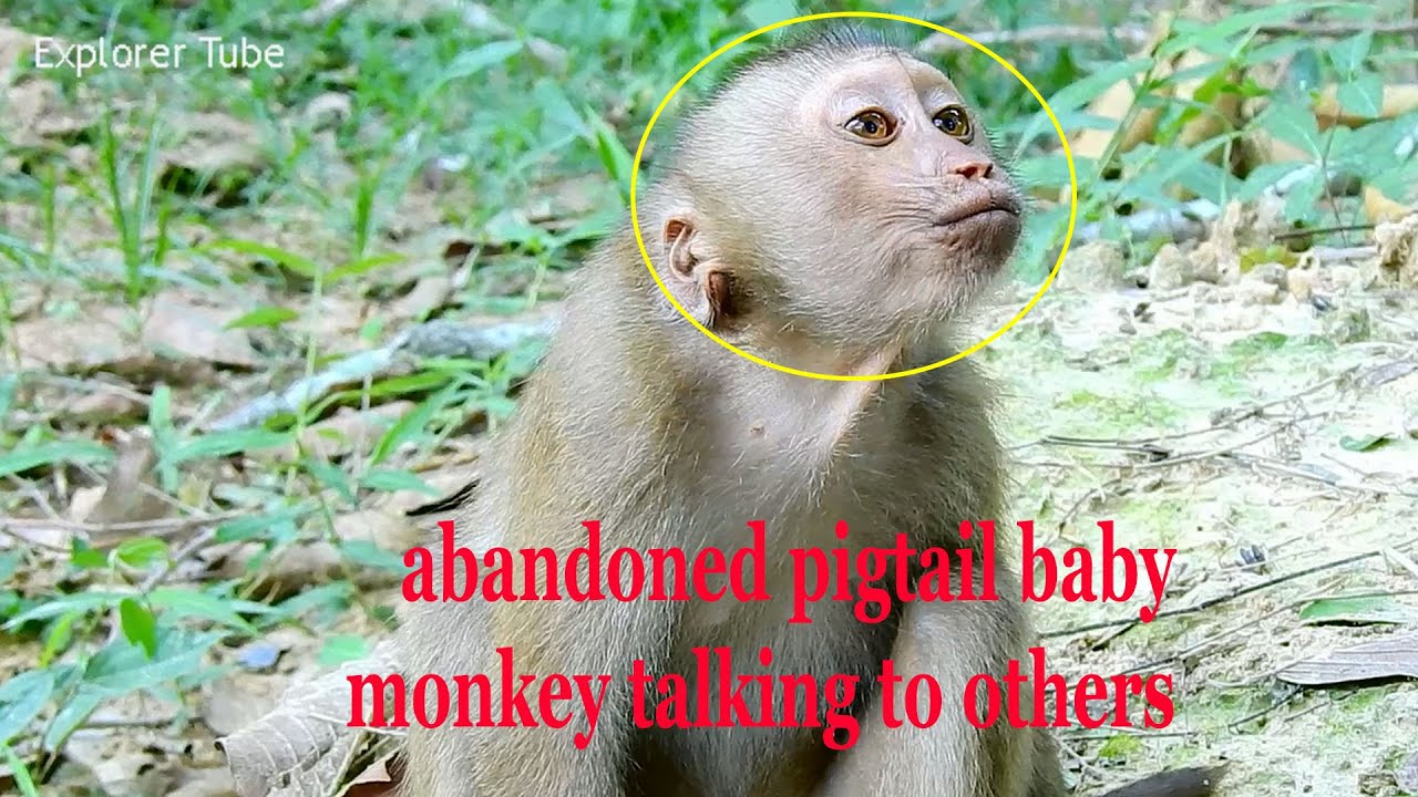 Million Sad Pitiable Abandoned Baby Pigtail Monkey Talking To Others To Ask For Living With 