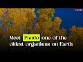 Meet Pando One Of The Oldest Organisms On Earth Meet Pando One Of The Oldest Organisms On Earth