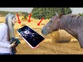 Why horses dont have phones 