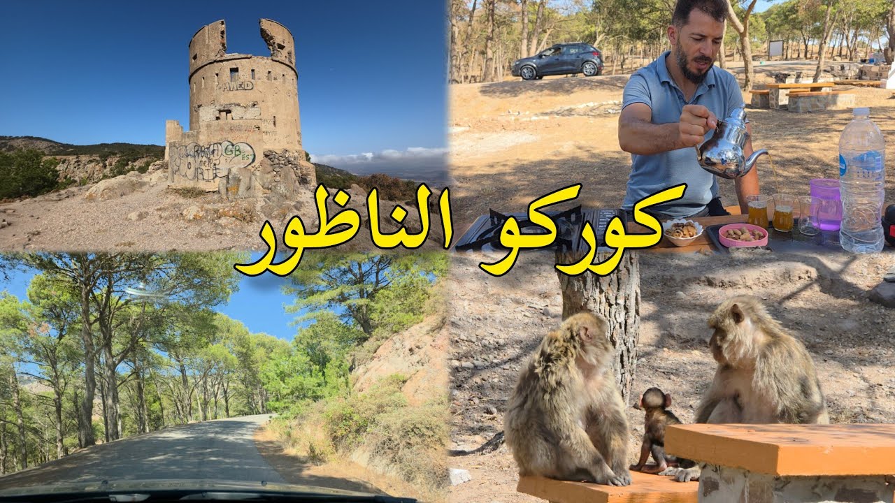 جبال كوركو سحر الطبيعة استمتاع مشاهدة حيوانات القردة إقليم الناظور