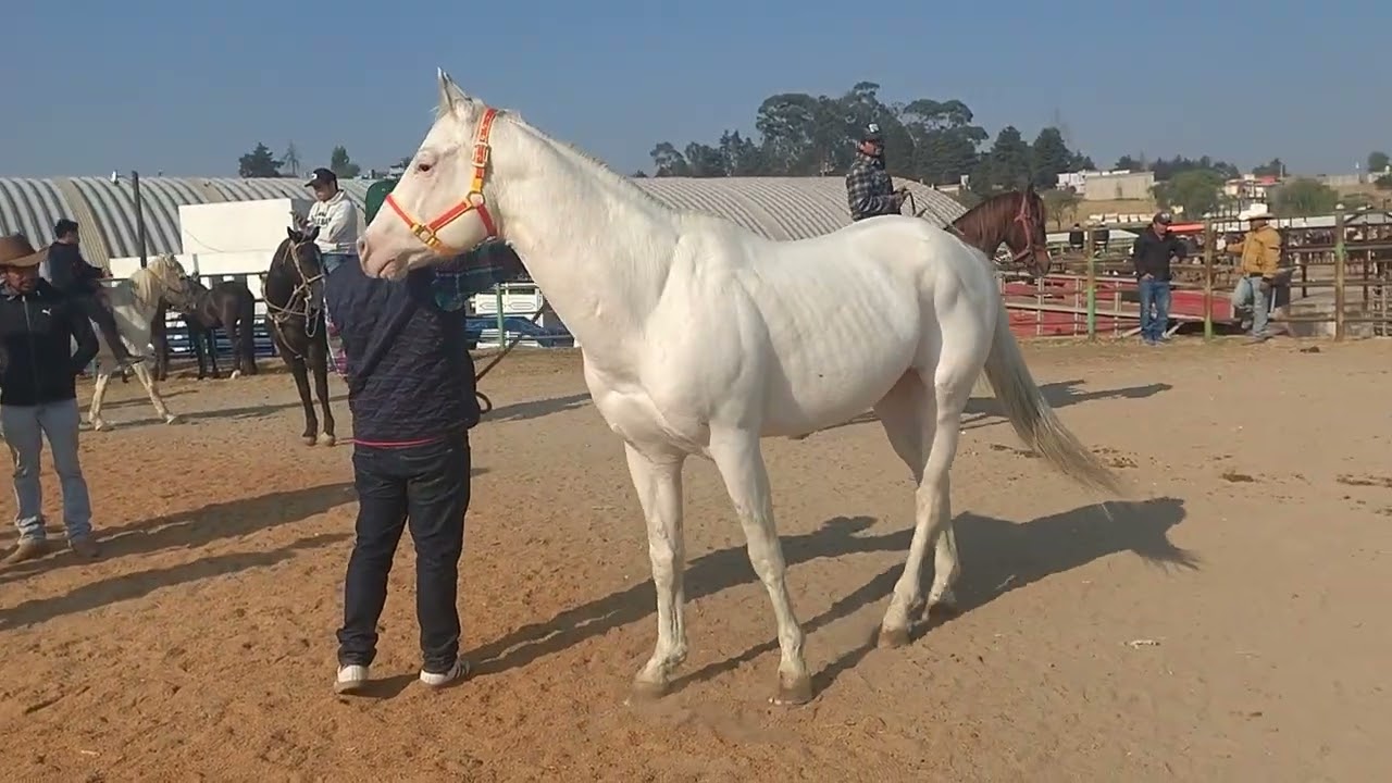 El puente Edomex // Días Lunes 