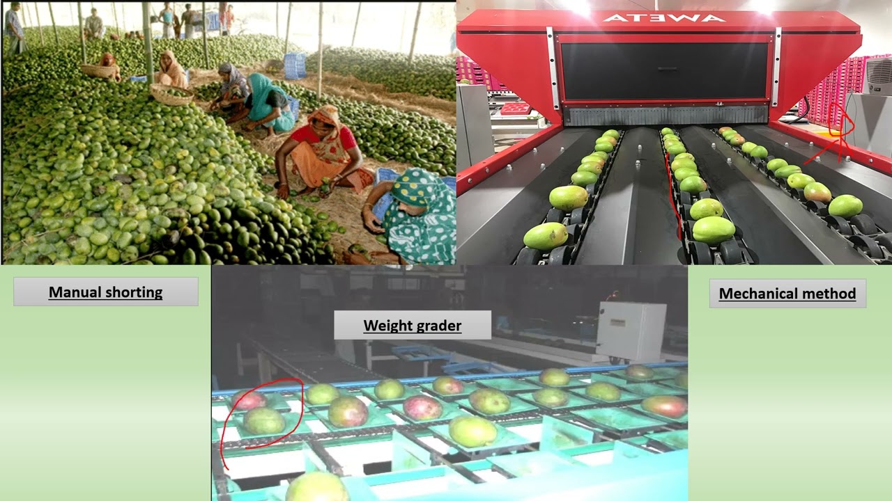 post harvest handling of mango
