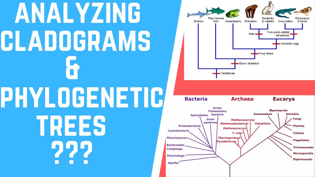 How To Analyze Cladograms  Phylogenetic Trees?