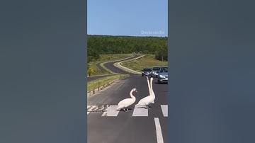 Bất ngờ cảnh Ngỗng bố mẹ dẫn con qua đường#thế giới động vật#shorts