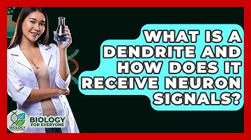 What Is A Dendrite And How Does It Receive Neuron Signals? - Biology For Everyone