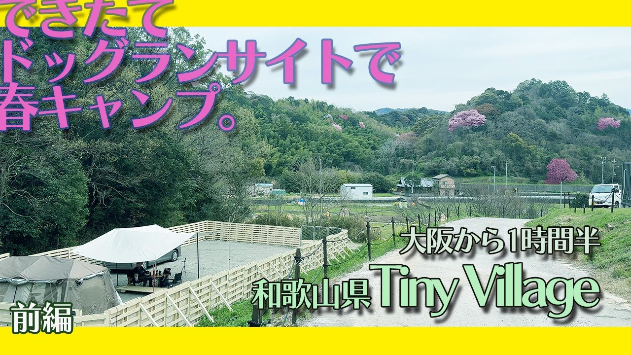 【Tiny Village ドッグフリーサイト】前編 お山の桜を見ながら春キャンプしましたやで！【village13お座敷スタイル】【チワワ チワプー】【関西 犬 春 和歌山キャンプ】タイニービレッジ