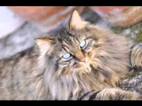 Furballs Furballs